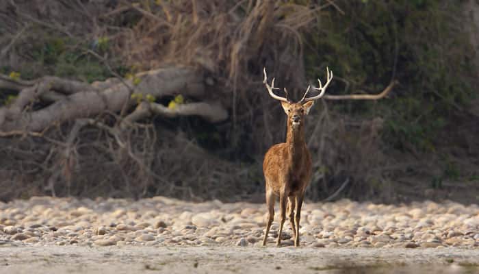 19 swamp deer translocated from Kaziranga to Manas