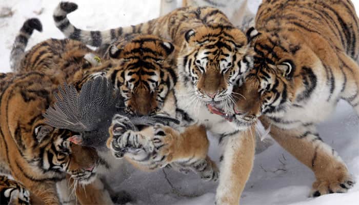 Siberian tiger population at China&#039;s park up by 105 this year