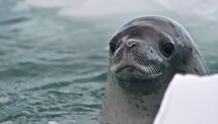 Antarctic seals may use Earth&#039;s magnetic field to navigate
