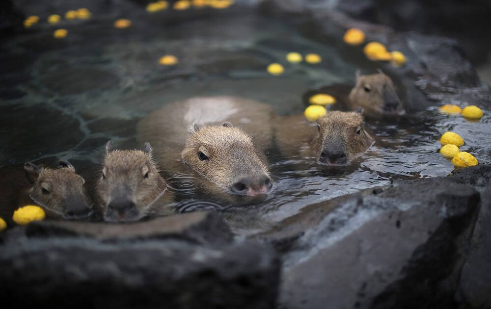 Capybara soak in hot spring with citron at a park in Ito, Shizuoka Prefecture in Japan. Capybaras prefer open-air hot spring to keep themselves warm in this time of the year.