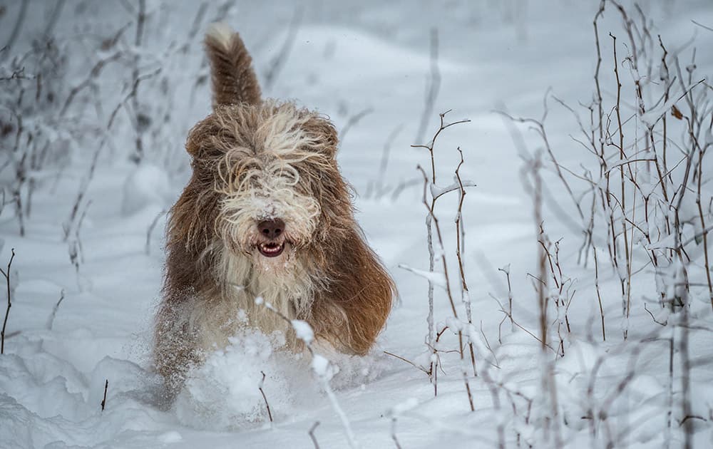 A dog of the breed Bearded Collie runs through the snow in Landsberg am Lech, west of Munich, southern Germany.