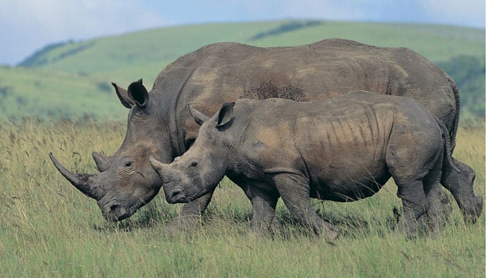 Rare white rhino treated for mystery illness in California