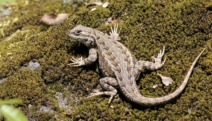 Small lizard species found in Australia | Science & Environment News ...