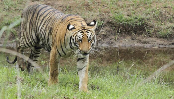 India lost 64 tigers in 2014