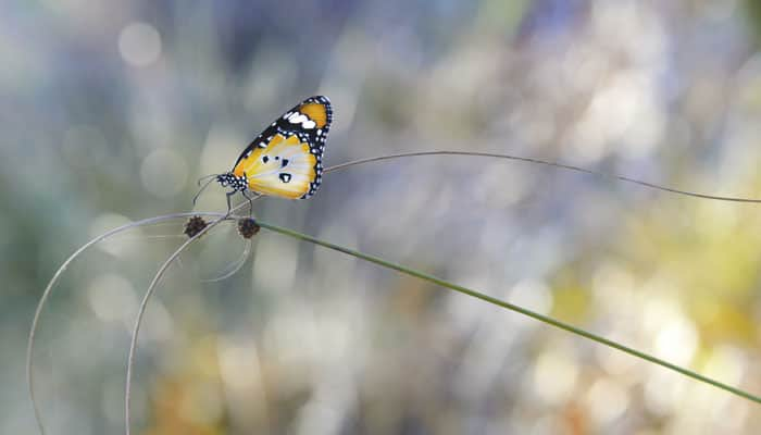 GM crops pushing Monarch butterflies&#039; rapid decline