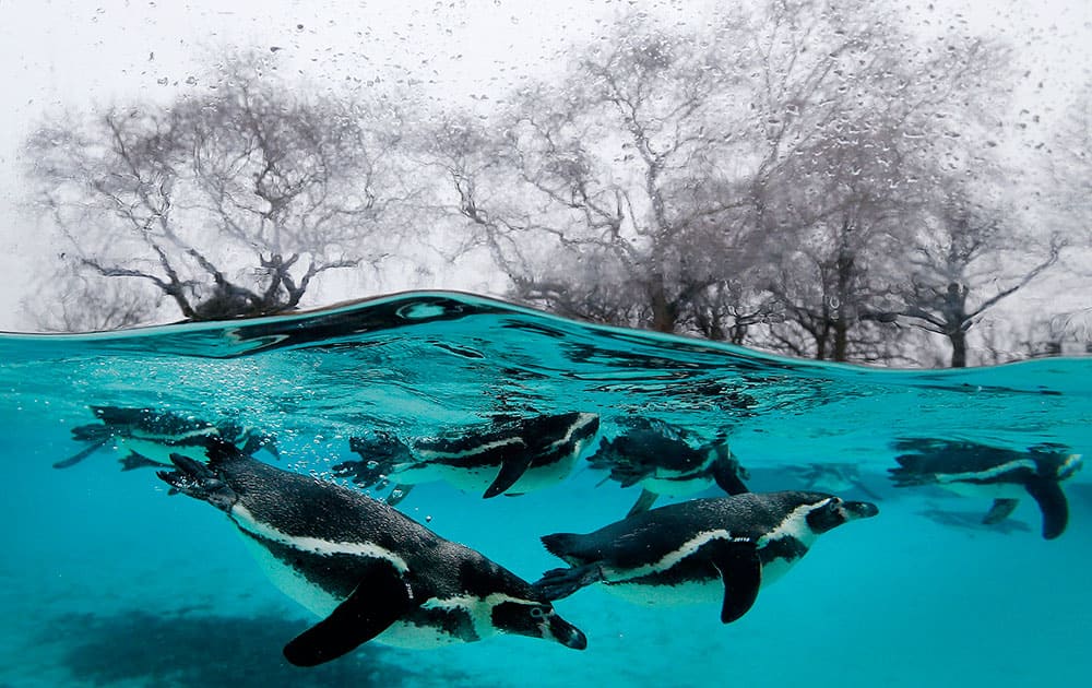 Penguins swim in their pool during the annual stock take at London Zoo.
