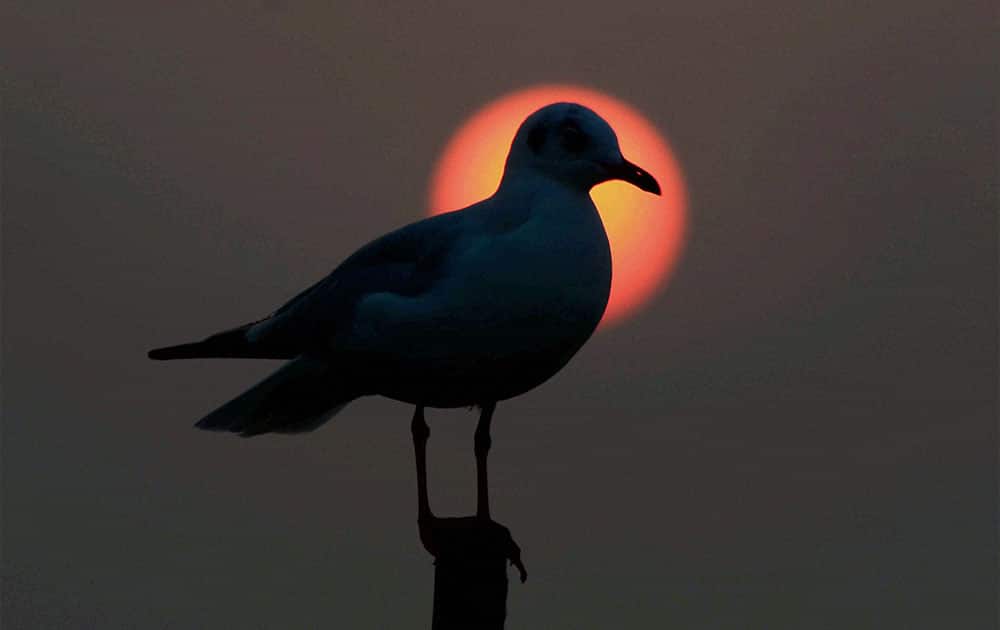 A siberian sea gull during the sunset at Sangam in Allahabad.