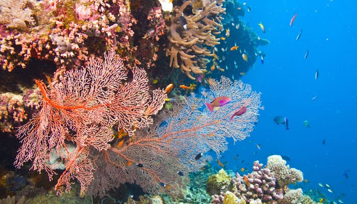 Changing ocean conditions threatening coral reef