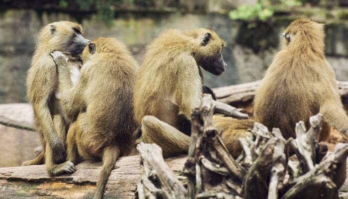 Monkeys can be trained to recognize themselves in mirrors