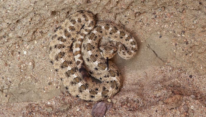 New technique may help develop universal snake bite anti-venom ...