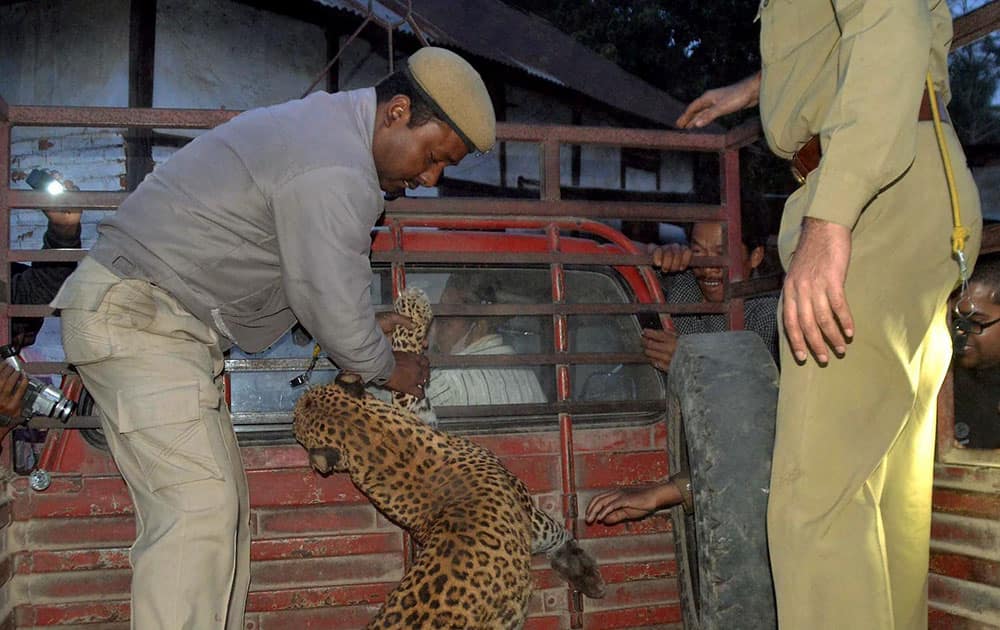 Security personnel carry a dead leopard, which was shot after it entered a residential area at Jakholabandha in Nagaon district of Assam.