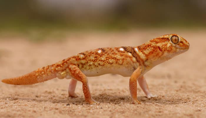 Geckos&#039; penises evolve six times faster than other body parts