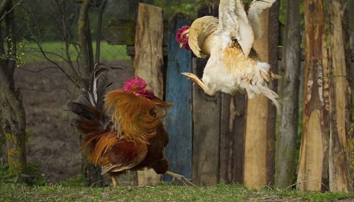 Ban on cock fights still in force: Animal welfare panel