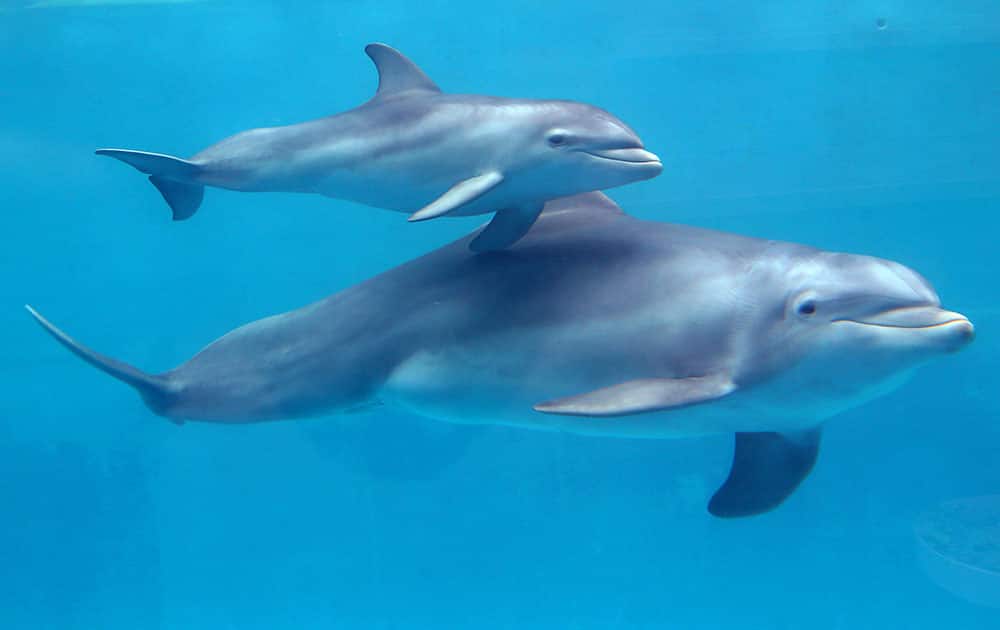Bottlenose dolphin Maia swims with her calf Angel at Gulf World, in Panama City Beach, Fla.