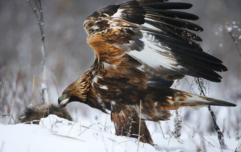  a white-tailed eagle eats a raccoon dog in the forest near the village of Sosnovy Bor, about 300 kilometers (187 miles) north of Minsk, Belarus.