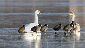 Australia migratory bird levels plunge from Asia development