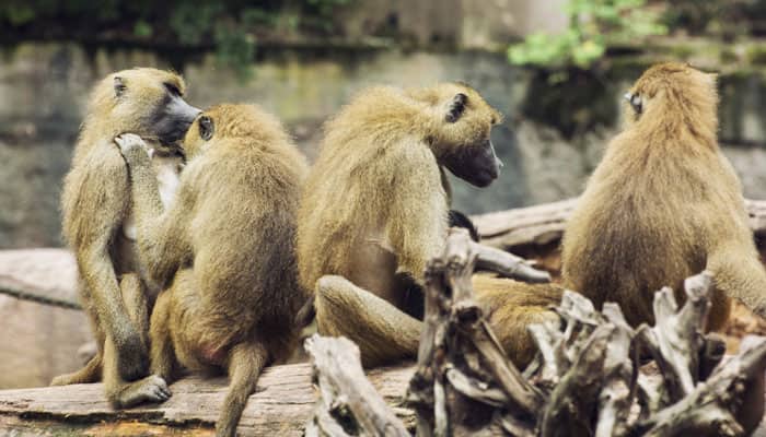 Scientists stamp squirrel monkeys as rare species