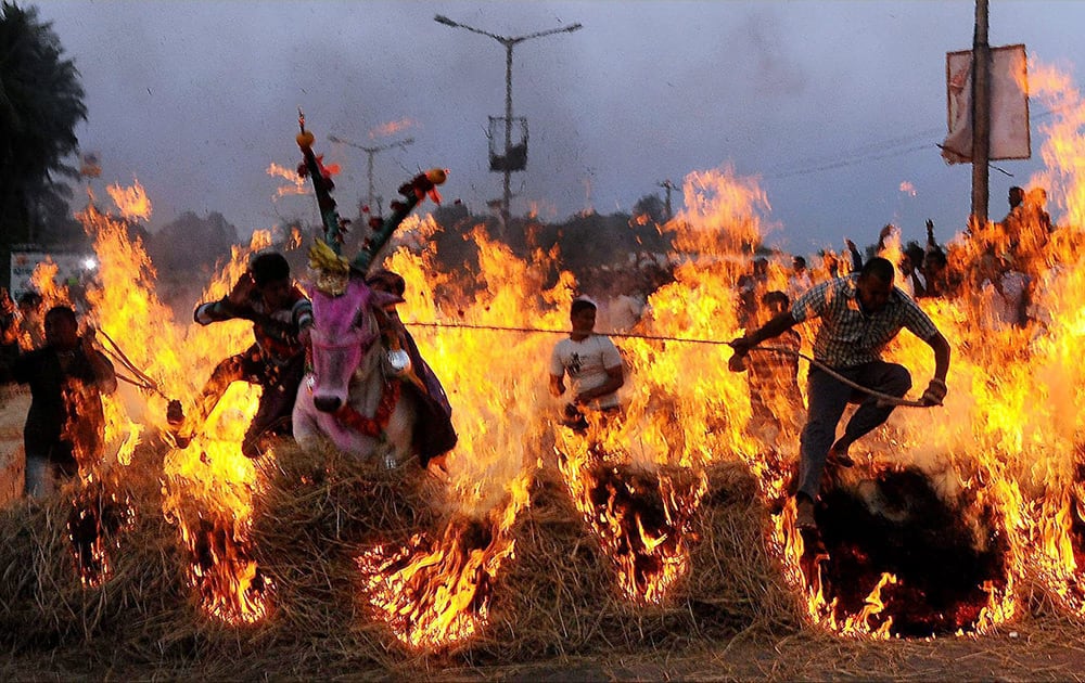 Villagers of Siddhalingha Pura run through along with their bulls during Pongal celebrations near Mysore.