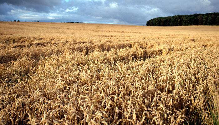 Temperature rise affecting global wheat yield