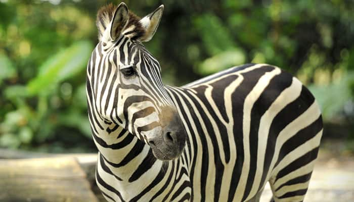 Zebras&#039; iconic thick, black stripes may be more for cooling than camouflage