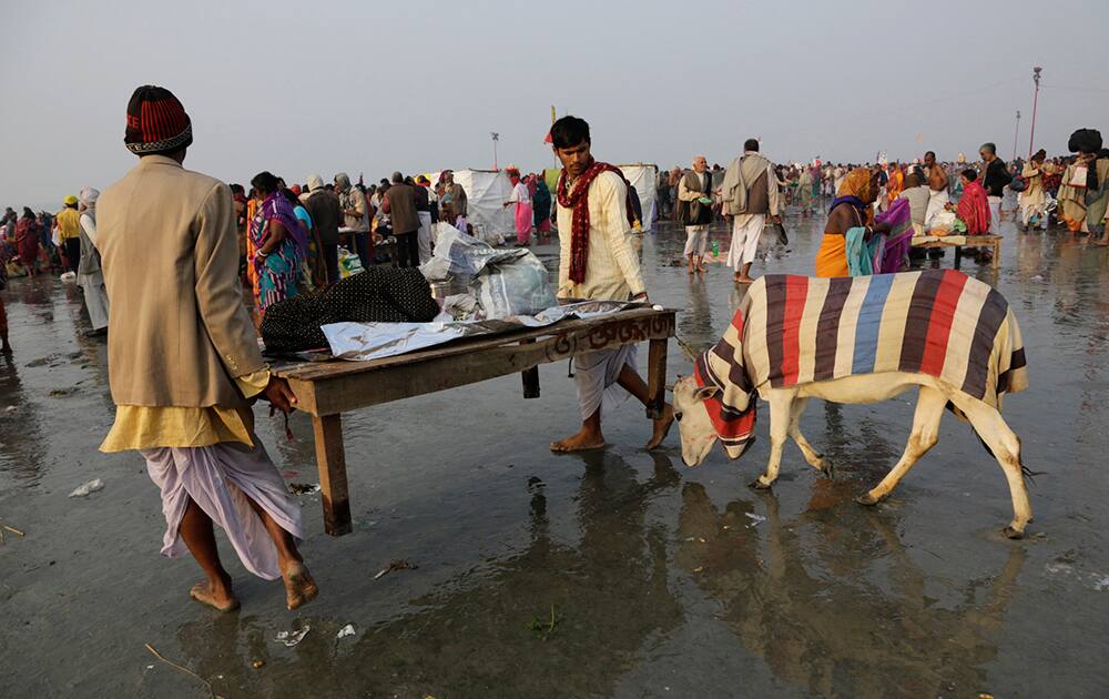 Priests move a platform with a cow tethered to it at Gangasagar.