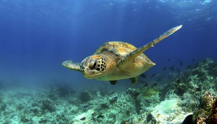 Sea turtles use Earth&#039;s magnetic field to find home