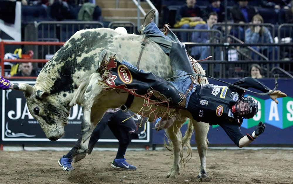 Chase Outlaw, of Hamburg, Ariz., dismounts Sun Dome during the Professional Bull Riders Buck Off, in New York's Madison Square Garden.