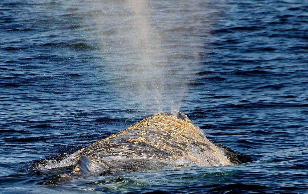 Gray whales off Long Beach, Calif., in the Pacific Ocean migrate south as seen from the Triumphant from Habor Breeze Cruises on in Long Beach, Calif.