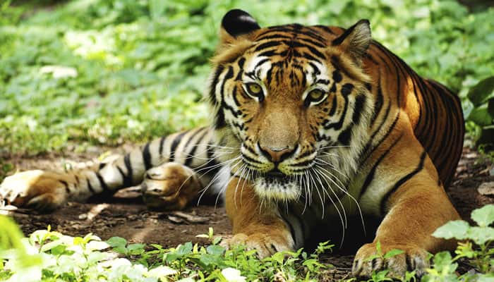 Western Ghats zone holds world&#039;s single-largest tiger population