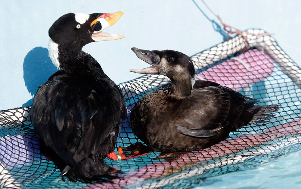 A male surf scoter, left, and female surf scoter interact after being treated, washed and dried at International Bird Rescue in Fairfield, Calif. 