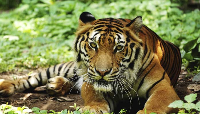 Tiger population in North East up