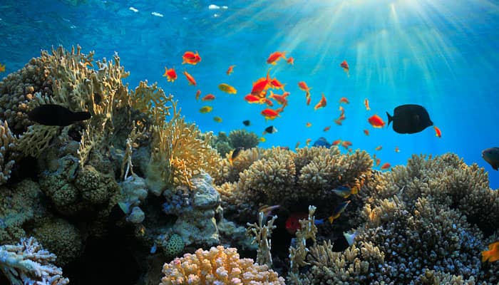 Great Barrier Reef can decline to less than 10% if ocean warming continues