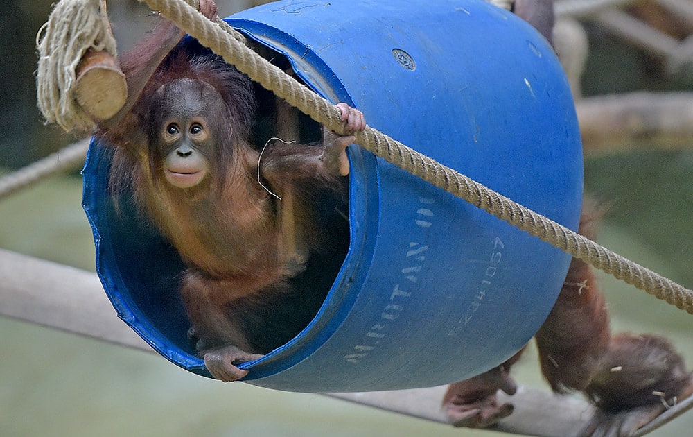 Orangutan baby Cinta plays in a barrel at the zoo in Cologne, Germany.