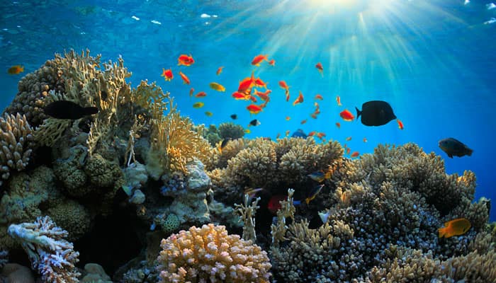 Genes decide colour diversity in coral reefs | Science & Environment ...