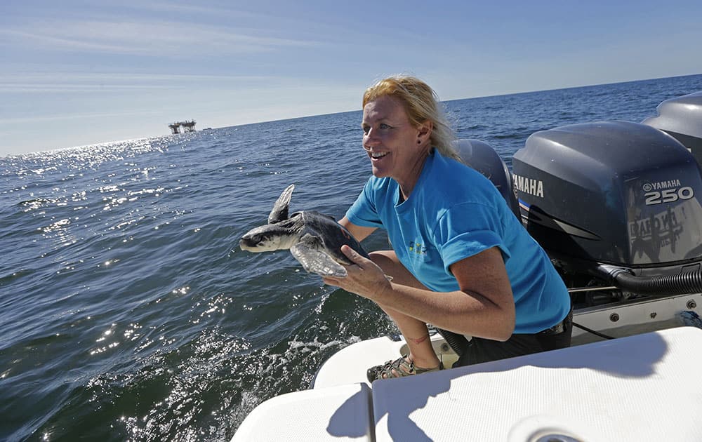 Suzanne Smith, Stranding & Rescue Coordinator of Marine Mammals & Sea Turtles for the Audubon Nature Institute, releases an endangered Kemp's ridley sea turtle, which was rescued in New England, and rehabilitated by the institute, into the Gulf of Mexico, 24 miles off the coast of Louisiana.