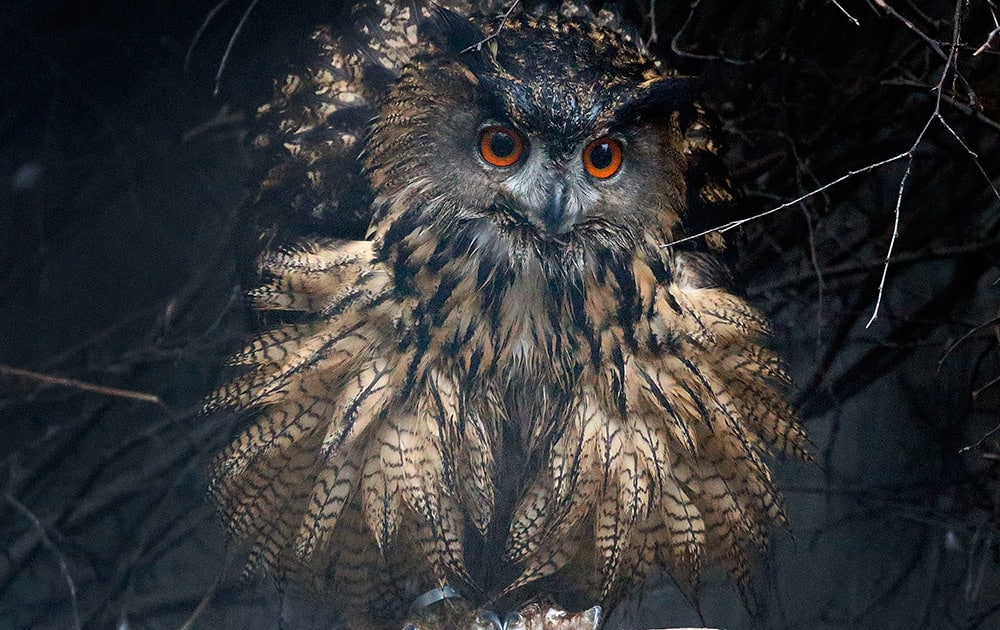 A European eagle owl prances in its new outdoor enclosure at the zoo in Duisburg, Germany. Two of these in danger of extinction birds are newly hosted by the zoo.