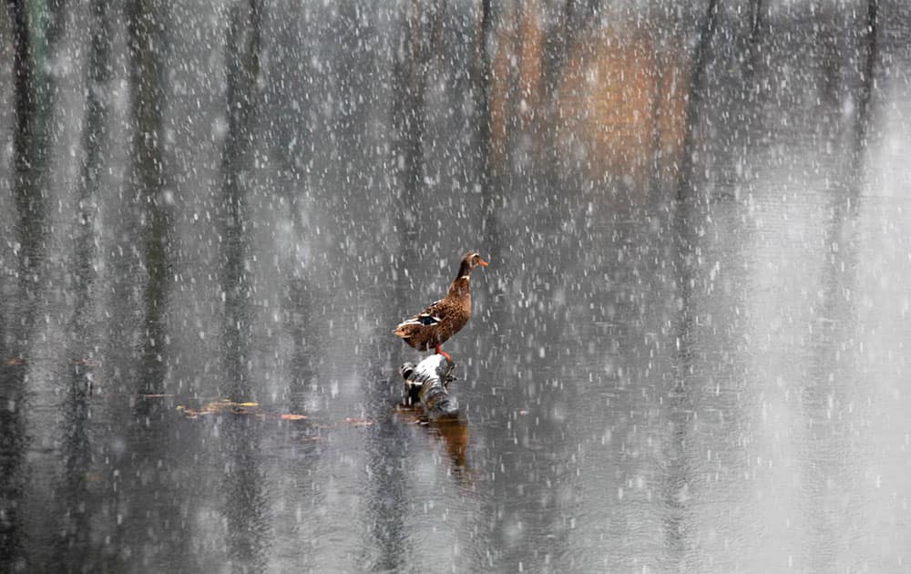 A duck stands on a wooden plank as fresh snow falls in Srinagar, India.
