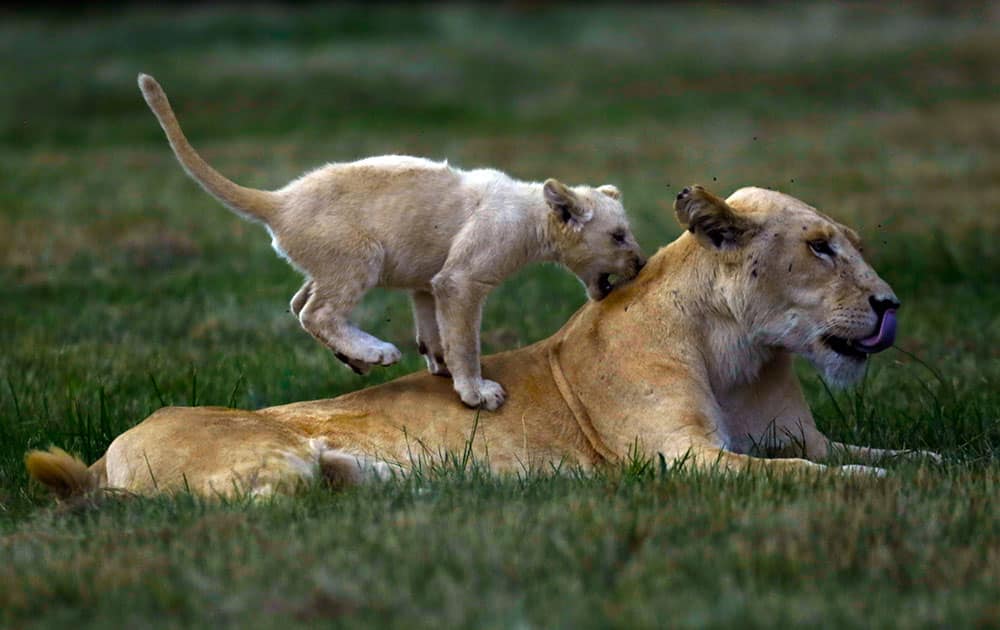 A young lion cub plays with a female lion at the Lion Park outside Johannesburg, South Africa.