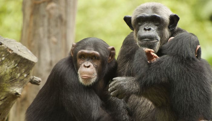 Chimps can change grunts to match local norms