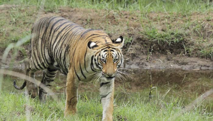 Conservationists demand swift action to stop tiger poaching