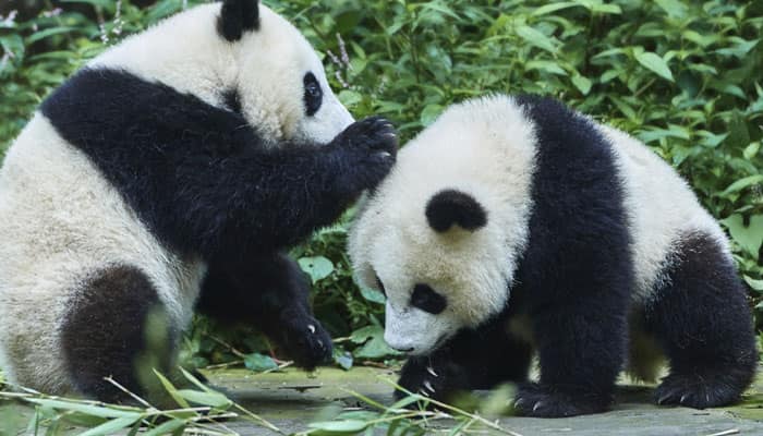 Fourth giant panda dies from life threatening virus in China