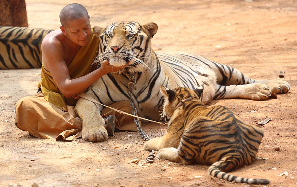 A Thai Buddhist monk plays with tigers at the 'Tiger Temple,' in Saiyok district in Kanchanaburi province, west of Bangkok.