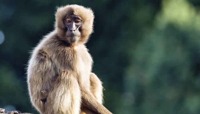 Notorious monkeys are as curious as humans