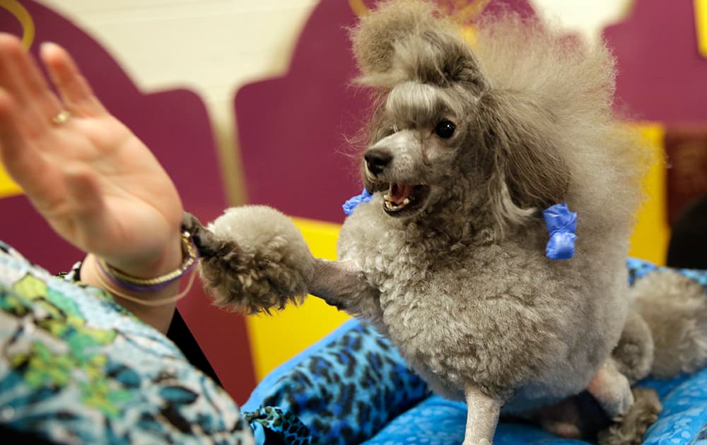 Lori Logli plays with her toy poodle, Manny, in the benching area at the Westminster Kennel Club dog show, at Madison Square Garden in New York.