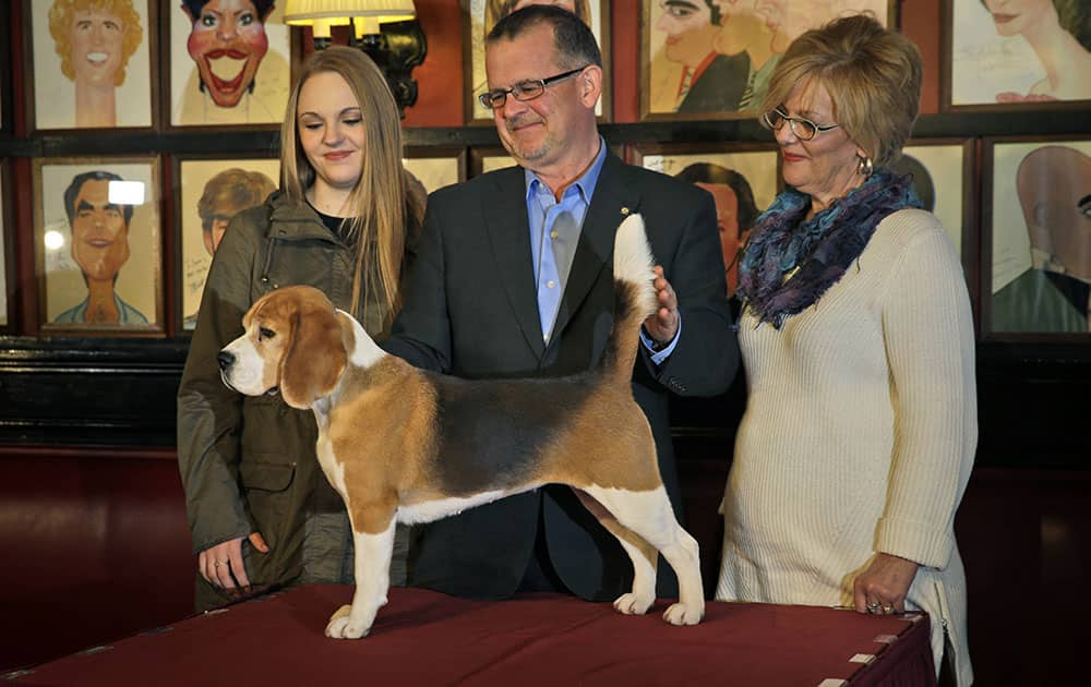 Miss P, the beagle that won best in show at the Westminster Kennel Club dog show, is posed for pictures by his handler, Will Alexander, as two of his owners, Lori Crandlemire, right, and her daughter Kaitlyn Crandlemire, look on at Sardi's restaurant in New York.