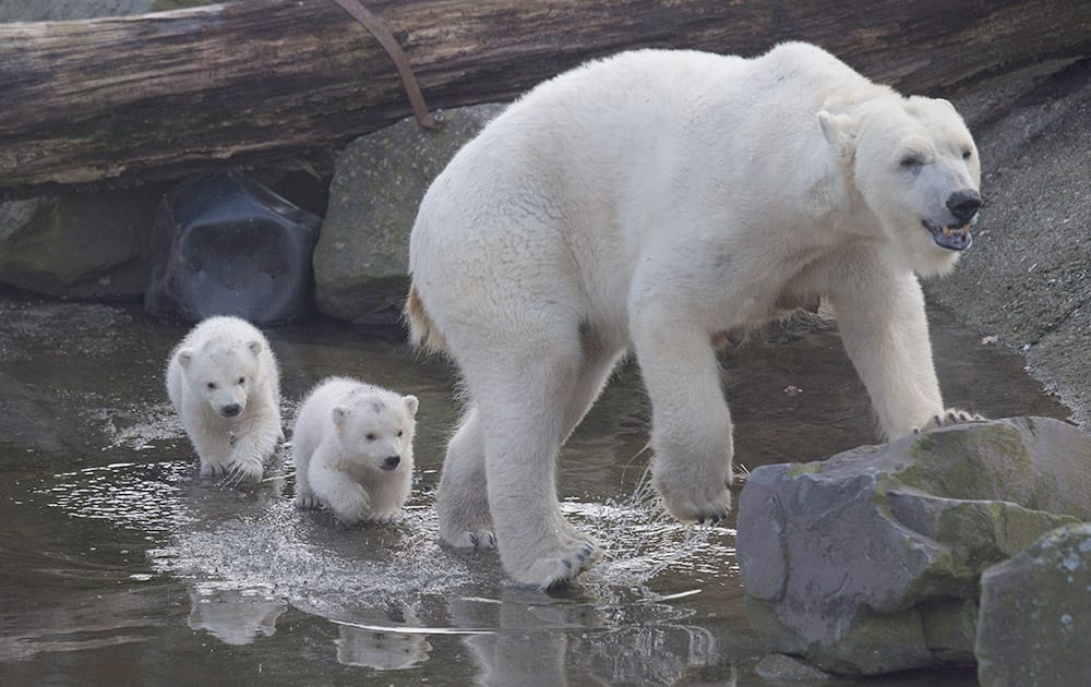 Two polar bear cubs follow their mother as they venture outside their enclosure for the first time since they were born at Ouwehands Zoo in Rhenen, Netherlands.