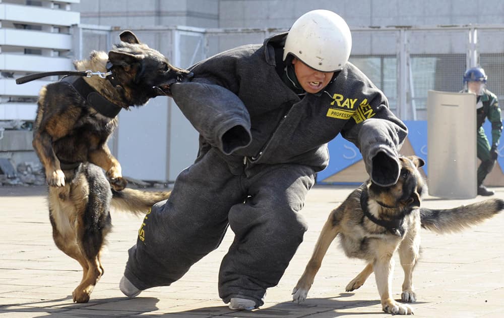 Police dogs bite the arm of a police officer during an anti-terrorism drill for the upcoming Tokyo Marathon, at the Tokyo Metropolitan Police headquarters in Tokyo.