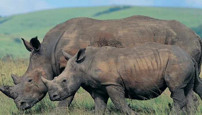 West Bengal mulls two-way approach to stop rhino-poaching