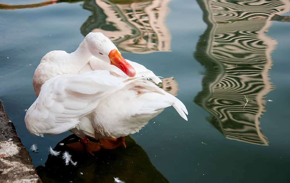 Ducks and geese cleanse themselves in the tank and calmly glide from one end of the tank to the other.