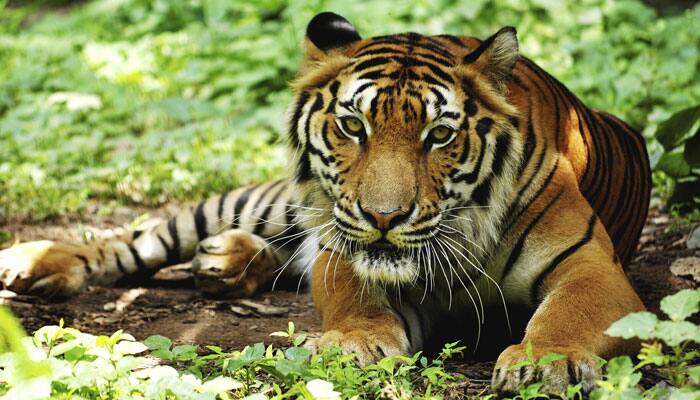 Fireworks send tiger plunging from Chinese high-rise: Report | Science ...